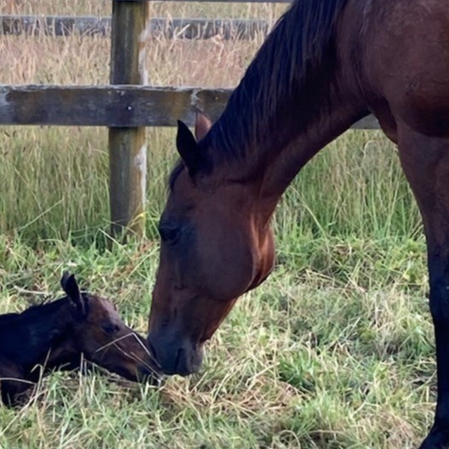 Preparing your mare for foaling - the essential steps