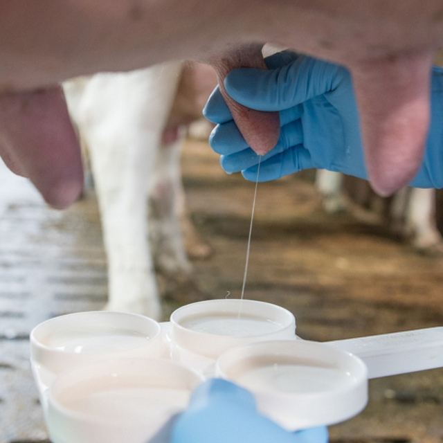 Advanced Mastitis Course