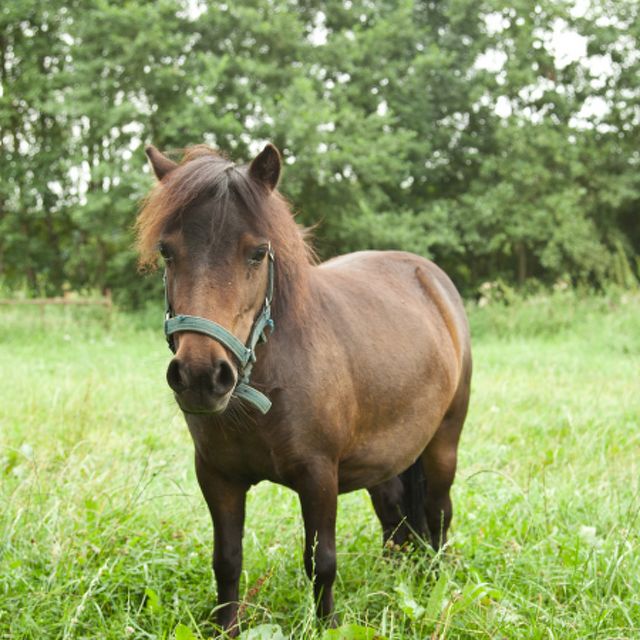 Remember to hug your miniature horse and pony throughout the winter