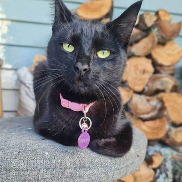 Pet Newsletter July 2026  