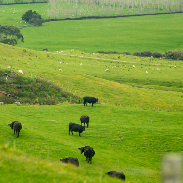 Sheep & Beef Update May 2026 