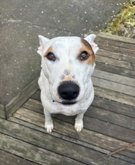Pet Newsletter May 2026