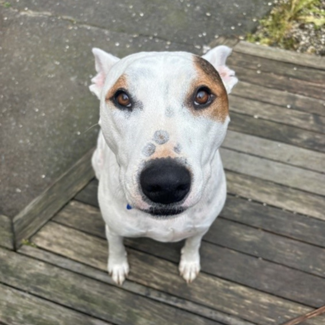 Pet Newsletter May 2026 