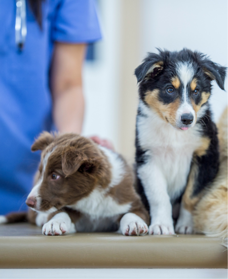 Parvovirus Titre Testing for 6‑Month‑Old Puppies