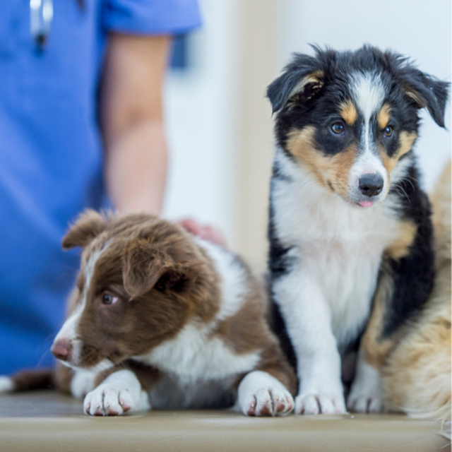 Parvovirus Titre Testing for 6‑Month‑Old Puppies