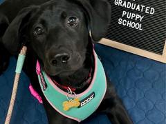 Puppy Preschool