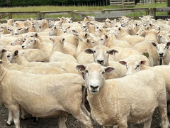Sheep