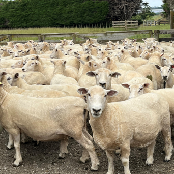Sheep