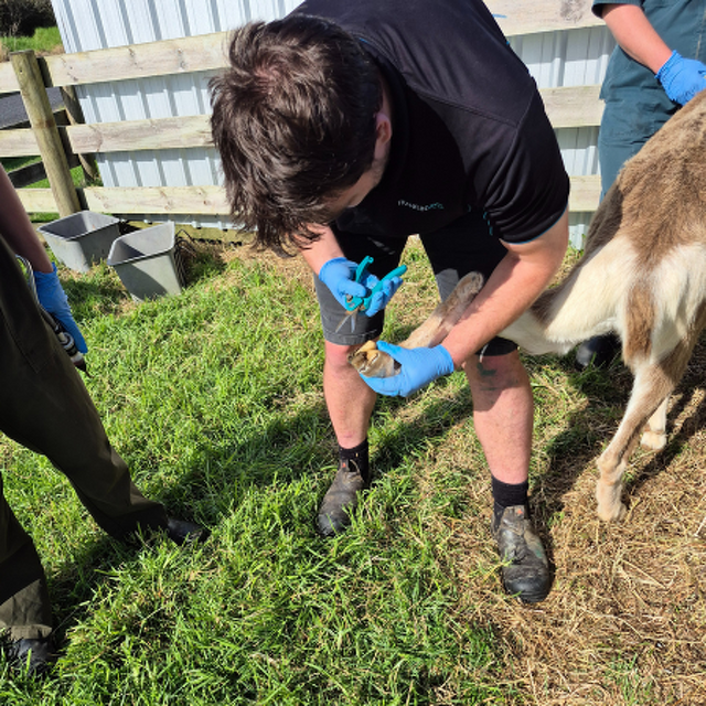 Lifestyle Farm Update July 2025