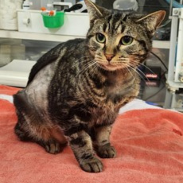 Pet Newsletter September 2025